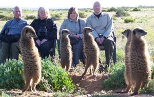 meerkat suricate meerkats suricates wildlife tour Meerkat Magic conserevation project Oudtshoorn Wetsern Cape Klein Karoo Little Karoo Garden Route Area South Africa Accommodation links 167