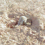 Experience the Meerkat Magic, spend time just watching, learning, finding...Come visit The Meerkat Magic Conservation Project soon...Oudtshoorn, Western Cape, South Africa