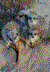 meerkat suricate meerkats suricates tour Meerkat Magic 13