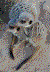 meerkat suricate meerkats suricates tour Meerkat Magic 14