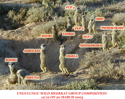 meerkat suricate meerkats suricates tour Meerkat Magic 28