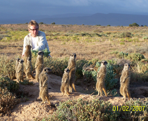Henry Cole and film crew, who visited The Meerkat Magic Conservation Project in The Meerkat Magic Valley, filming the Wild meerkats / suricates of The Ungulungu meerkat / suricate group around Oudtshoorn, Western Cape, South Africa. Henry Cole is the Presenter for The Travel Channel - First Class South Africa programme - date of production currently not known.