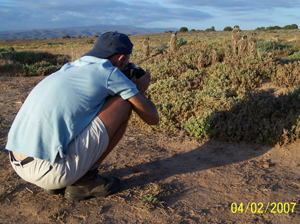 Jeremy Jowell � photojournalist, who visited The Meerkat Magic Conservation Project in The Meerkat Magic Valley, photographing the Wild meerkats / suricates of The Ungulungu meerkat / suricate group around Oudtshoorn, Western Cape, South Africa. This was for media release, currently the dates and publication are unknown.