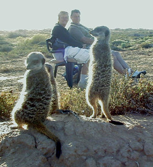 meerkat suricate meerkats suricates tour Meerkat Magic 43