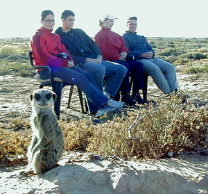 meerkat suricate meerkats suricates tour Meerkat Magic 42