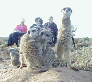 meerkat_suricate_meerkats_suricates_80