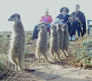meerkat_suricate_meerkats_suricates_80