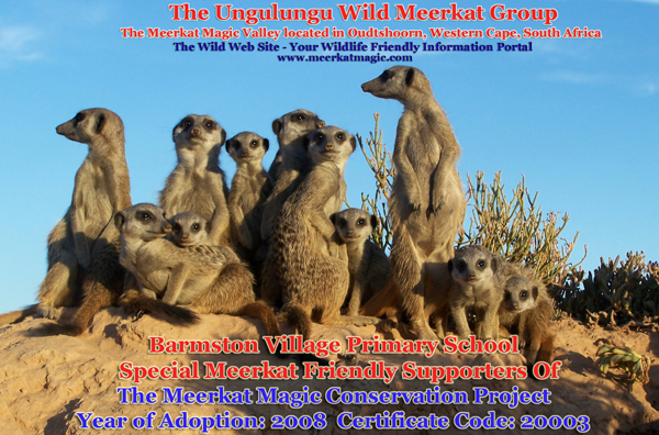 The Meerkat Magic Conservation Project Meerkat Magic Adopt a Wild meerkat / suricate from The Ungulungu wild meerkats / suricates living in The Meerkat Magic Valley of The Meerkat Magic Conservation Project in Oudtshoorn, Western Cape of South Africa.
