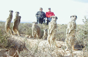 meerkat suricate meerkats suricates tour Meerkat Magic 48