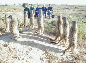 meerkat suricate meerkats suricates tour Meerkat Magic 52