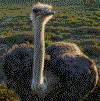 Ostrich Eco- Tours
