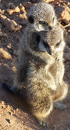 All The Meerkat Magic Conservation Project Meerkat Friendly Conservation Supporters and Meerkat Veterans who visited in 2008.

