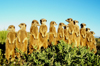 All The Meerkat Magic Conservation Project Meerkat Friendly Conservation Supporters and Meerkat Veterans who visited in 2009.