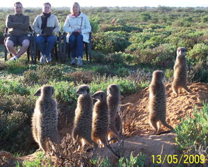 Special guests - meerkat veterans watching wild meerkats / suricates from The Ungulungu meerkat / suricate group on their unique in the world tour at The Meerkat Magic Conservation Project in The Meerkat Magic Valley in Oudtshoorn, Western Cape of South Africa.